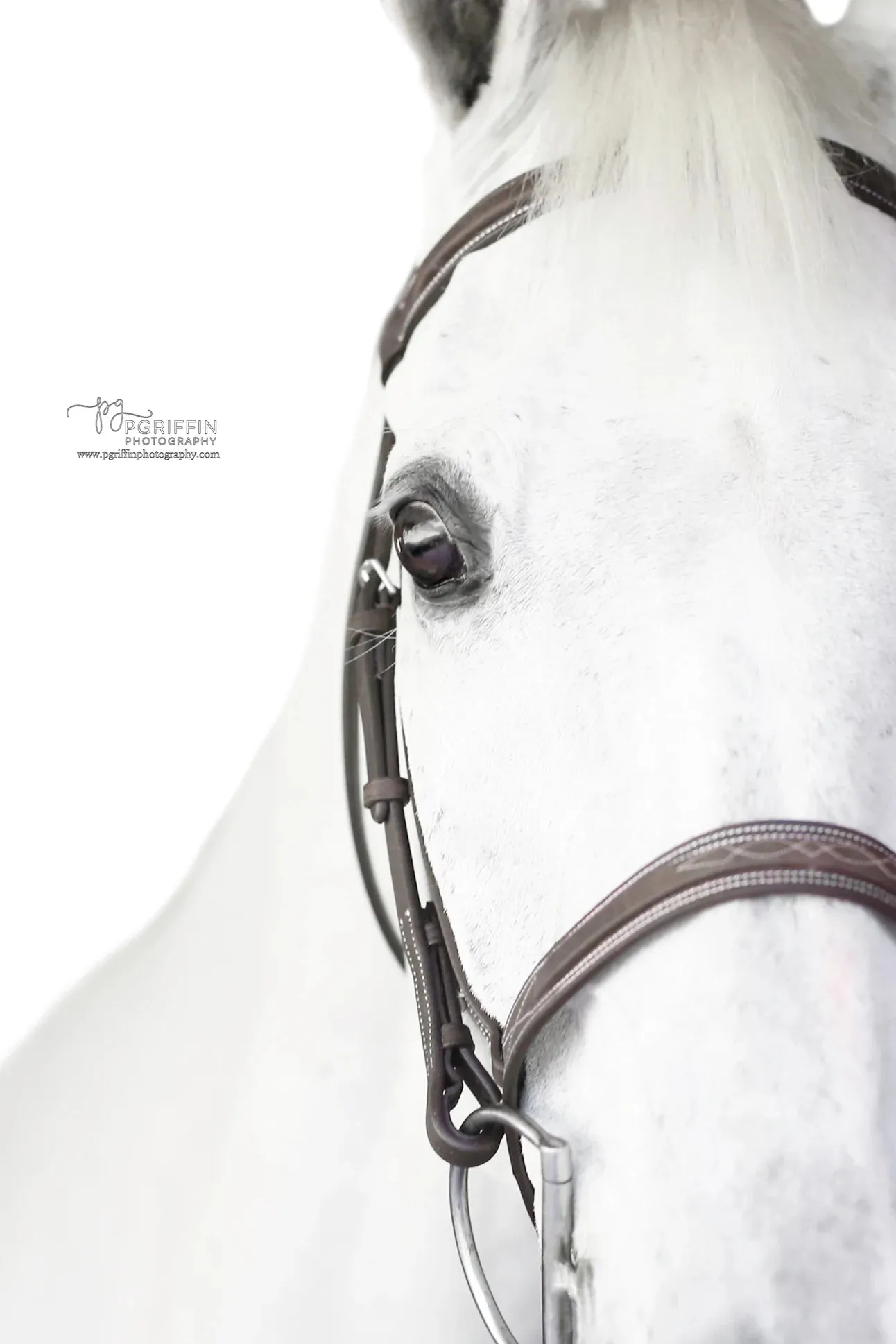 Belle & Bow | BROWN | Sugarbrook Bridle Wide Noseband